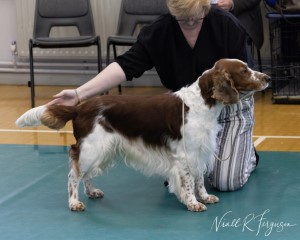 Special Beginners Dog